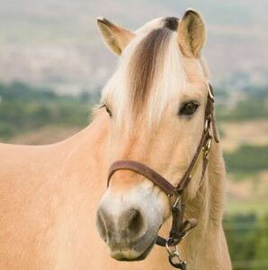 Team Page: Blakken Memorial Team